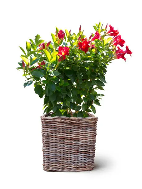 blooming mandevilla sanderi plant potted in basket isolated on white background