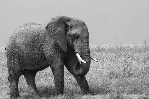 istock Beautiful elephants in Serengeti Park 1158220191