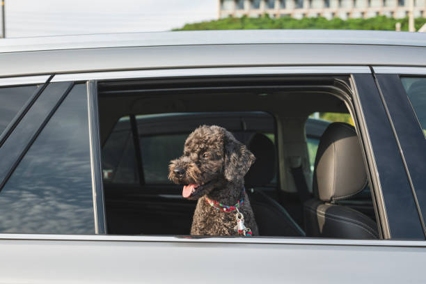istock Dog looking outside from the car window 1158220265