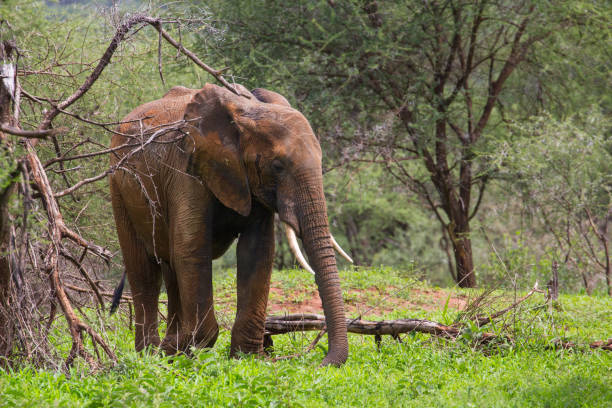 istock Beautiful elephants in Serengeti Park 1158220375