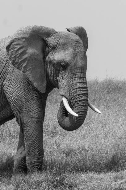 istock Beautiful elephants in Serengeti Park 1158220385