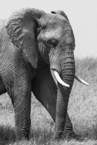 istock Beautiful elephants in Serengeti Park 1158220411