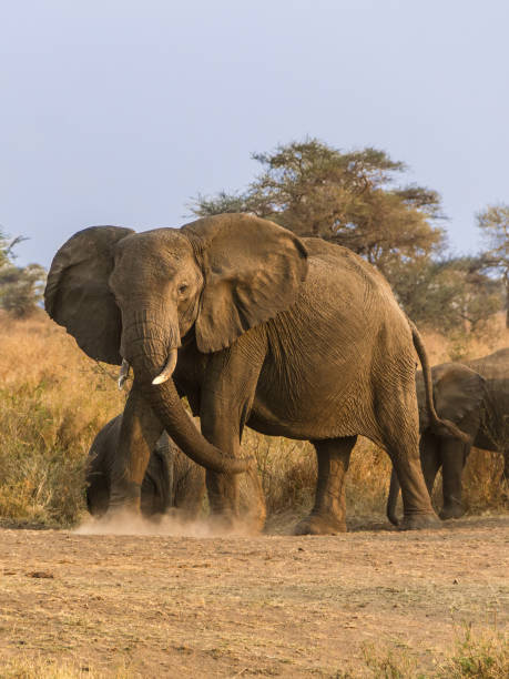 istock Beautiful elephants in Serengeti Park 1158220483