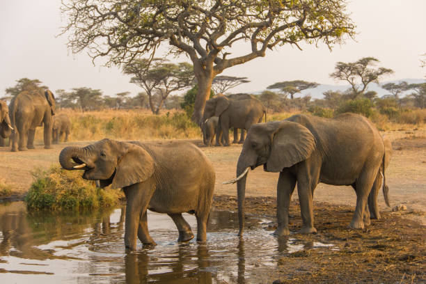 istock Beautiful elephants in Serengeti Park 1158220486