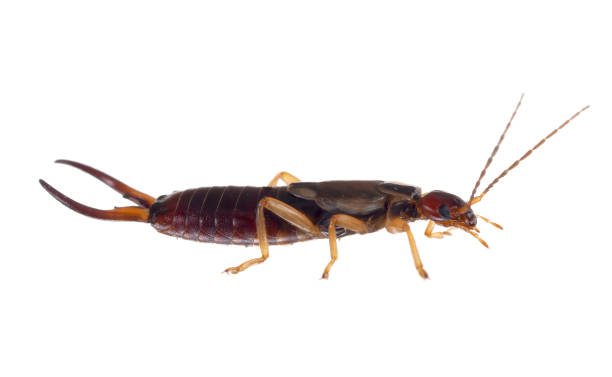 istock Common aka European earwig, Forficula auricularia studio isolated on white background. Profile. Male insect. 1158220654