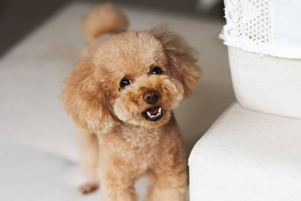 istock Cute little teddy dog 1158220732