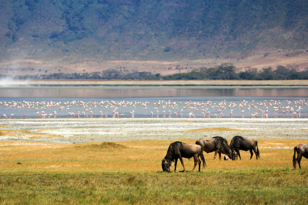 istock Wildebete herd in Ngorongoro Crater 1158220755