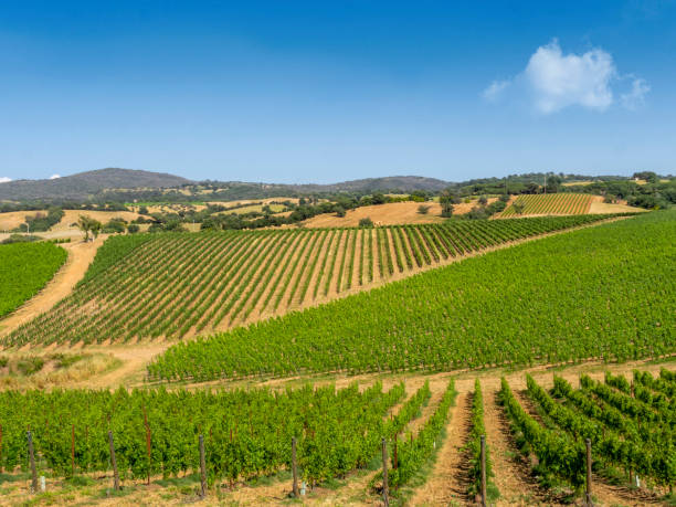 istock Tuscan vineyard landscape in spring time. 1158220803