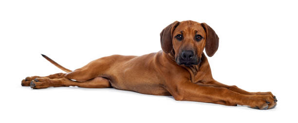 istock Sweet Rhodesian Ridgeback puppy on white 1158220880