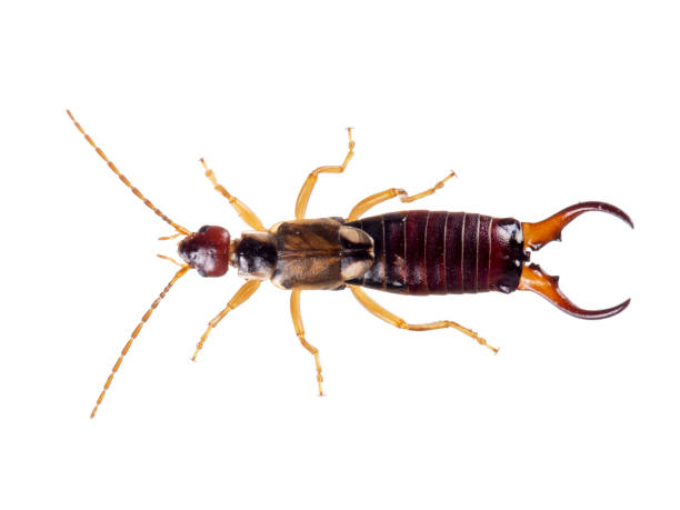 istock Common aka European earwig, Forficula auricularia studio isolated on white background. Male, overhead view. 1158220955