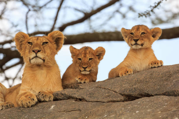Lion Cubs 