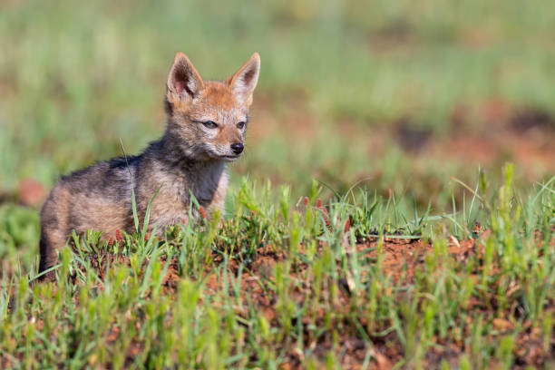 istock Lone Black Backed Jackal pup standing in short green grass explore the world 1158221586