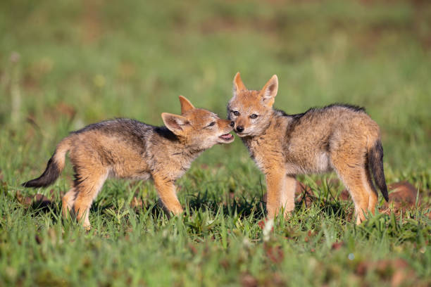 istock Two Black Backed Jackal puppies play in short green grass to develop their skills 1158221670