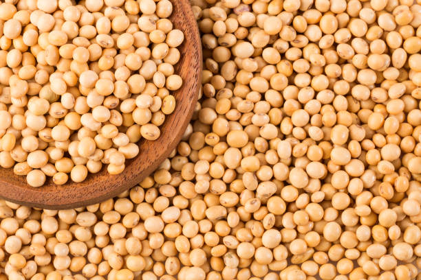 istock Dry soybeans - Glycine max. 1158221708