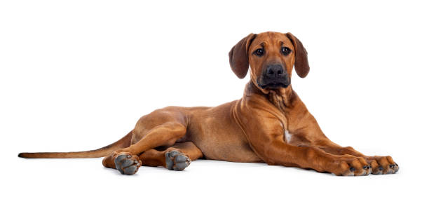 istock Sweet Rhodesian Ridgeback puppy on white 1158221709