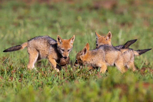 istock Three Black Backed Jackal puppies play in short green grass to develop their skills 1158221807