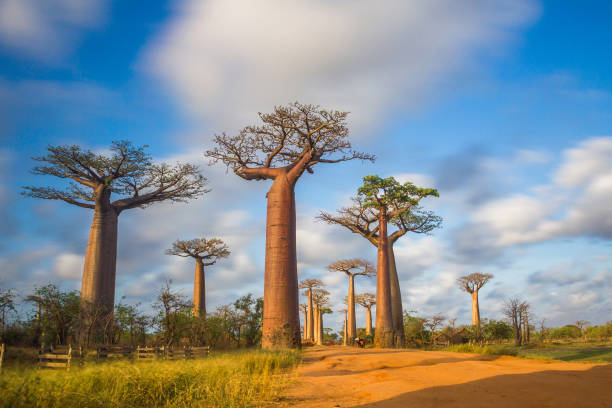 istock Beautiful landscape of Madagascar 1158221862