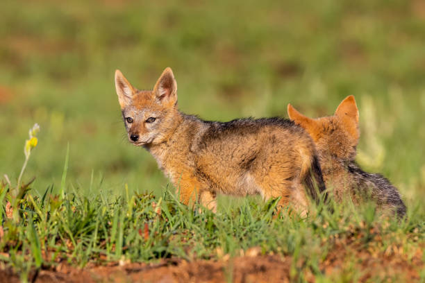 istock Two Black Backed Jackal puppies play in short green grass to develop their skills 1158221902