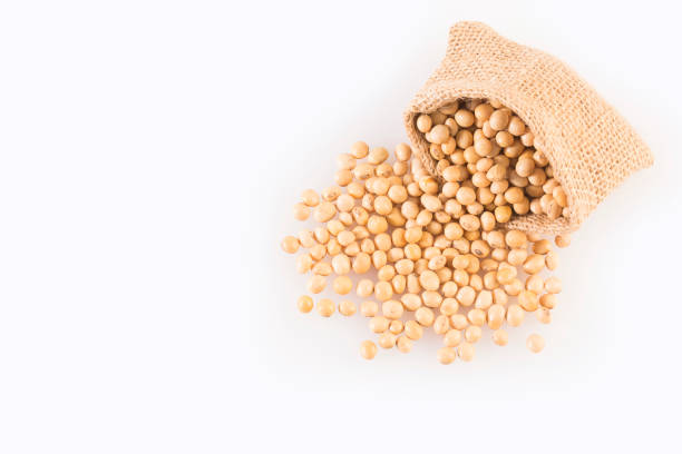 istock Dry soybeans - Glycine max. 1158221957