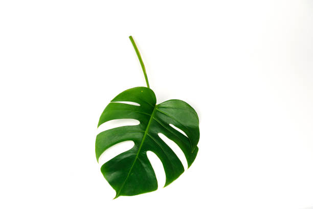 istock Monstera green leaf isolated on white background. 1158222053