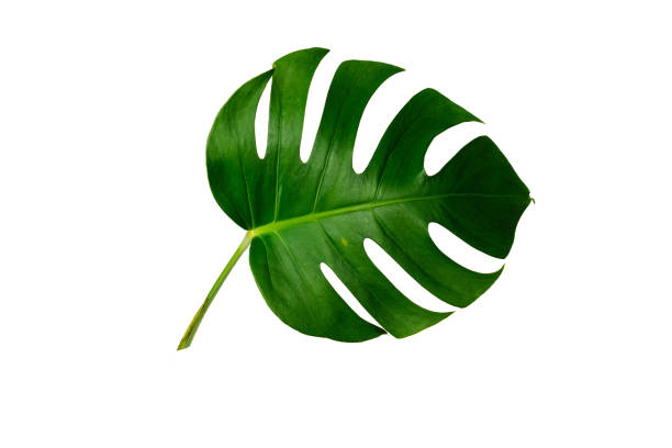 istock Monstera green leaf isolated on white background. 1158222055