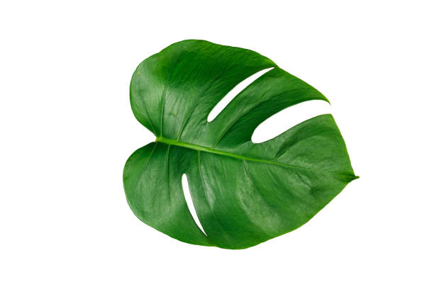 istock Monstera green leaf isolated on white background with clipping path for summer and spring design element. 1158222074