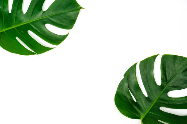 istock Monstera green leaf isolated on white background in flat lay style and top view. 1158222076