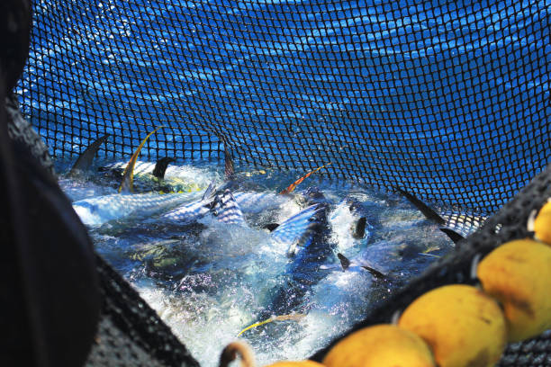 Fish caught in a fishing net