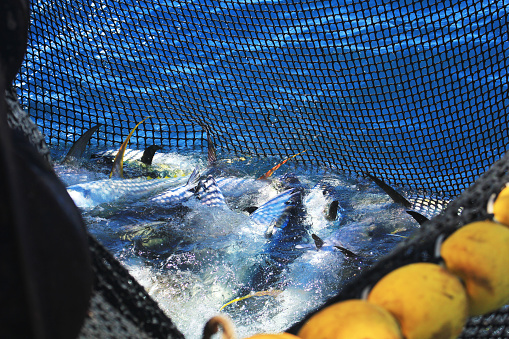 Fish caught in a spinning seine fishing net on a French tuna seiner in the Seychelles Economic Zone and in international waters