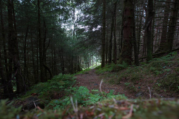 istock Travel to Norway, a path in a dense forest with moss and ferns 1158223079