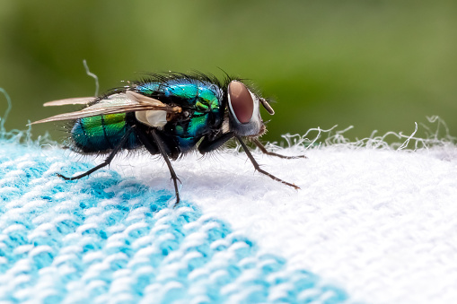 Common green bottle fly on a blanket in the garden