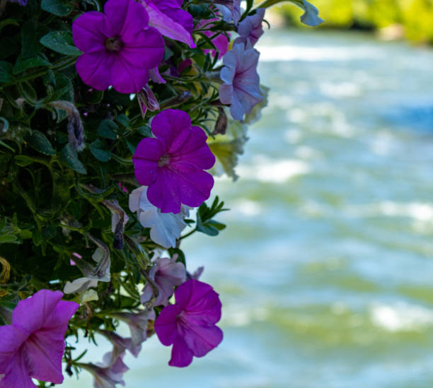 istock Purple Hanging Plants 1158225087