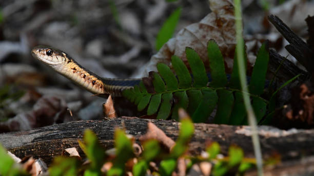 istock Garter snake behind fern 1158225517