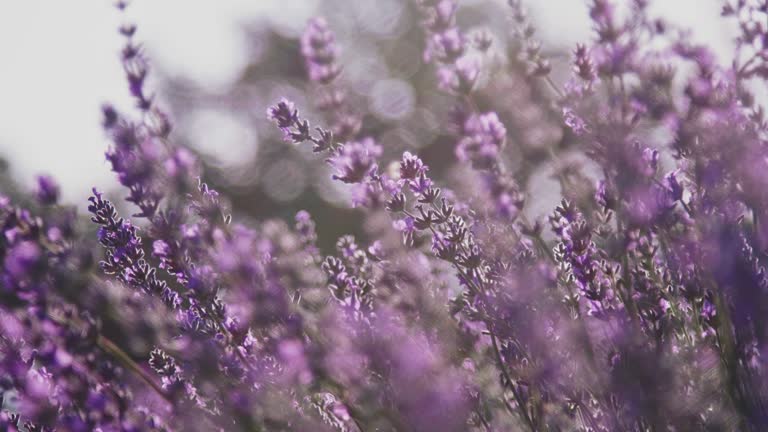 Close-up of lavender flowers blooming in farm