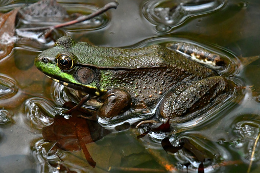 Green frog in New England vernal pool