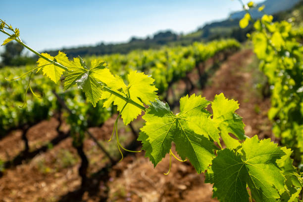 istock Illuminated grapevine leaves in vineyard. 1158225583