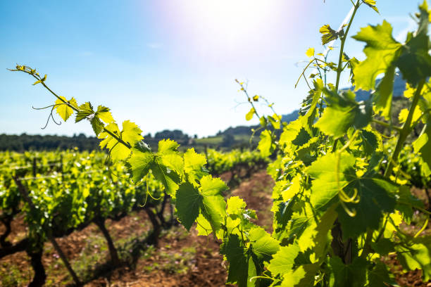 istock Sunbeam illuminating vineyard leaves. 1158225605