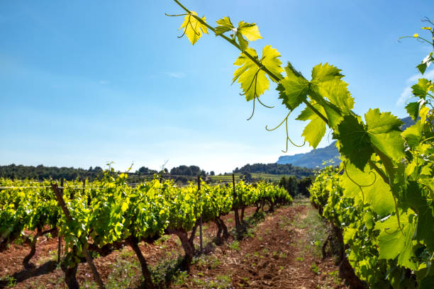 istock Healthy green vineyard with grapevine leaves in foreground. 1158225661