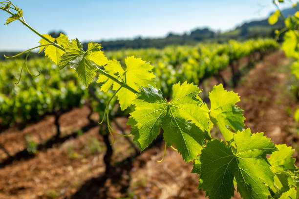 istock Close up green vineyard leaves illuminated by morning sunlight. 1158225801