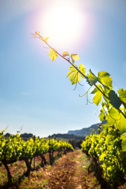 istock Vertical shot of grapevine leaves in vineyard. 1158225831