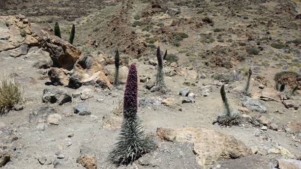 istock Tenerife Island 1158226658