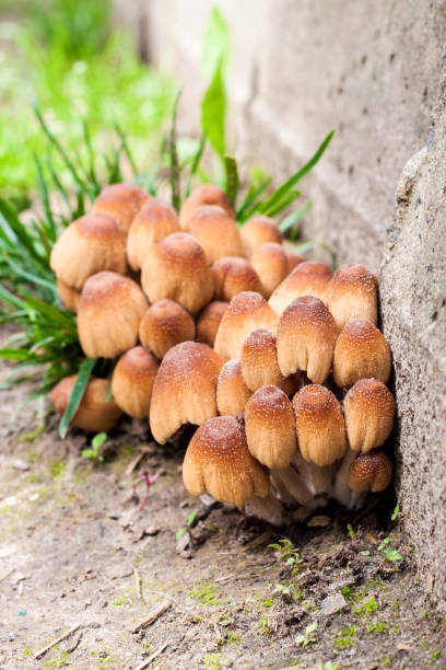 Young fruit bodies of Glistening Inkcap Mushroom (Coprinellus micaceus) closeup Young fruit bodies of Glistening Inkcap Mushroom (Coprinellus micaceus) near concrete wall psathyrellaceae stock pictures, royalty-free photos & images