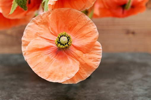 Single poppy flower with pollen-laden stamen and delicate petals, picked from the garden