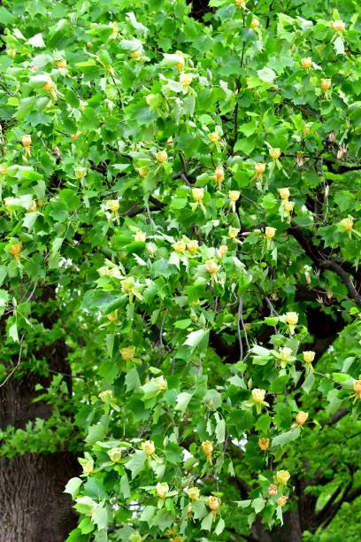 istock Tulip Tree / Liriodendron tulipifera Flowers 1158229950