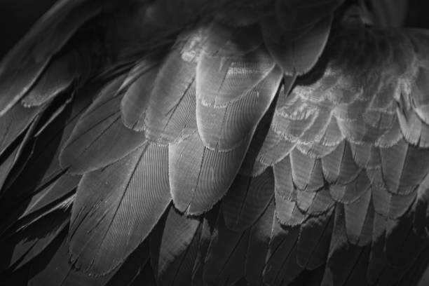 istock Closeup blue feather, abstract art background selected focus. 1158230065