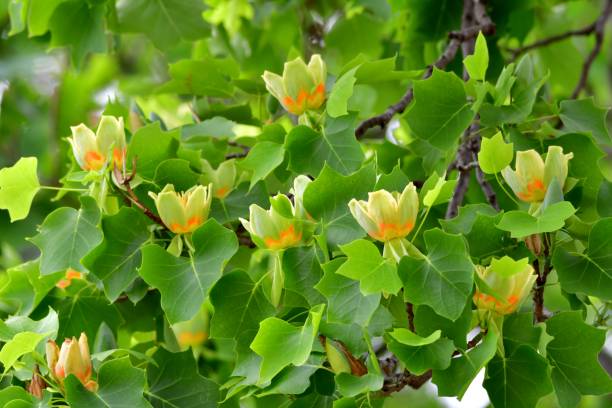 istock Tulip Tree / Liriodendron tulipifera Flowers 1158230069