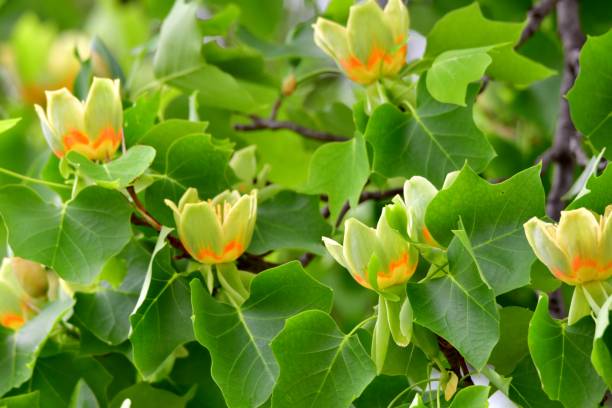 istock Tulip Tree / Liriodendron tulipifera Flowers 1158230072