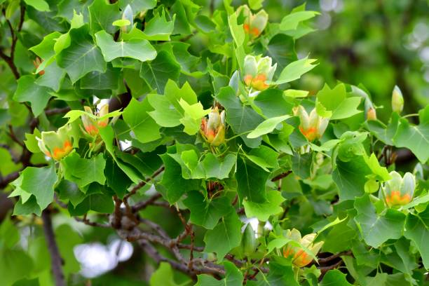 istock Tulip Tree / Liriodendron tulipifera Flowers 1158230098
