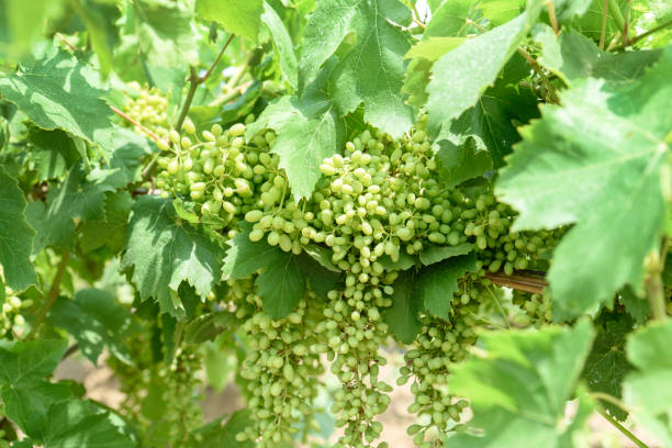 istock Grape with young leaves and buds blooming in the vineyard 1158230116