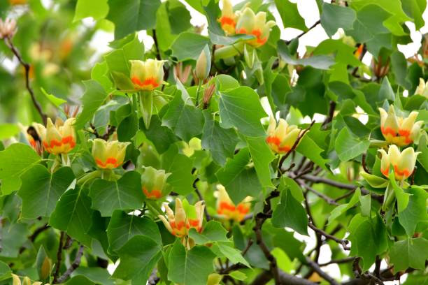 Tulip Tree / Liriodendron tulipifera Flowers